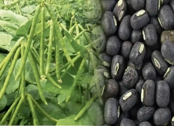 Udad Ki Kheti Kese Kare