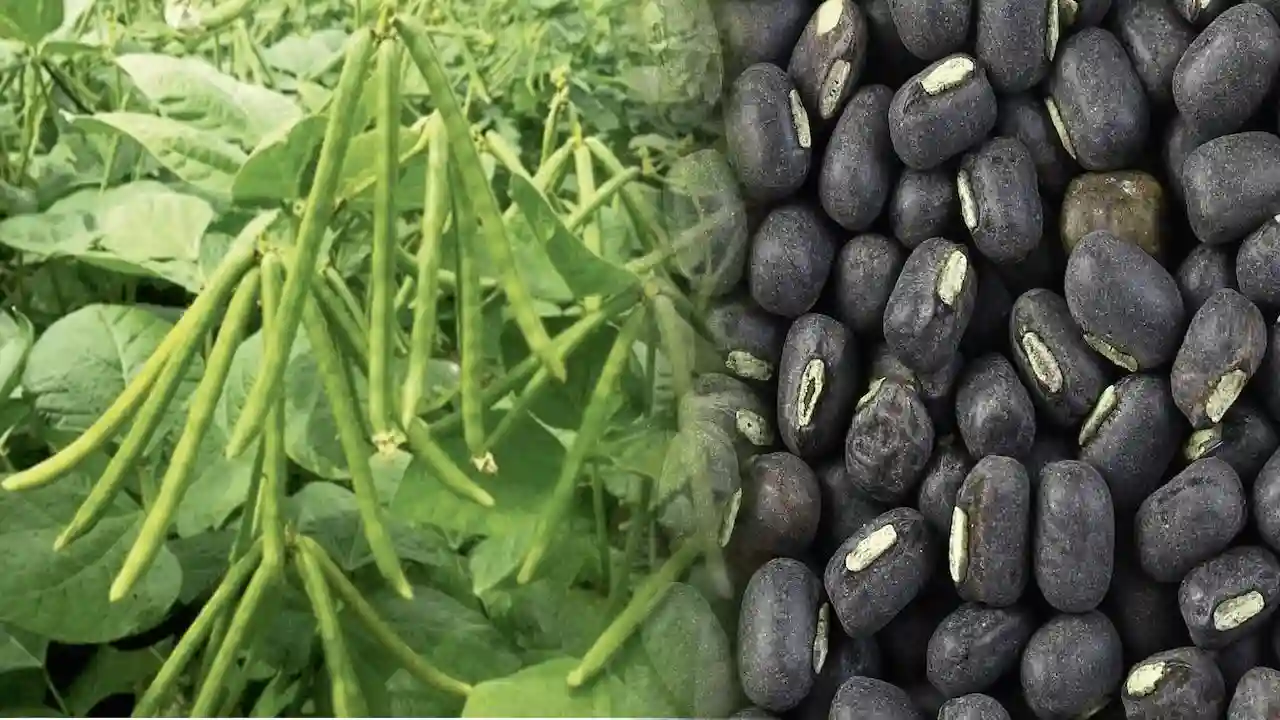 Udad Ki Kheti Kese Kare,उड़द की खेती कैसे करे ,किसान अपना खेत ना छोड़े खाली