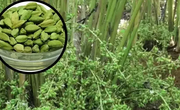 https://khetijunction.com/march-me-ganne-ki-kheti-kaise-kare/