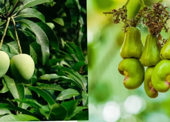 Maharashtra Me Aam Or Kaju Ki Bardad