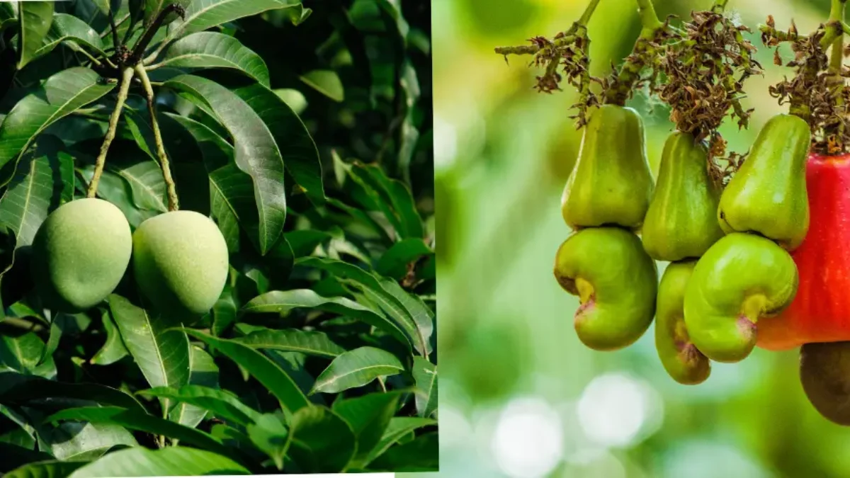 Maharashtra Me Aam Or Kaju Ki Bardad महाराष्ट्र में आम और काजू की फसल 70% तक बर्बाद, CM ने आर्थिक मदद देने का किया ऐलान