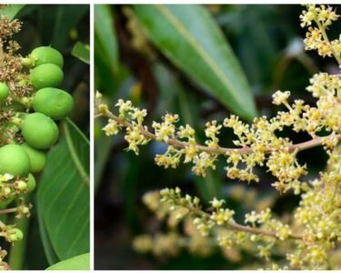 Aam Or Lichi K Pedo Pr Phool Jhdne Se Pareshan?