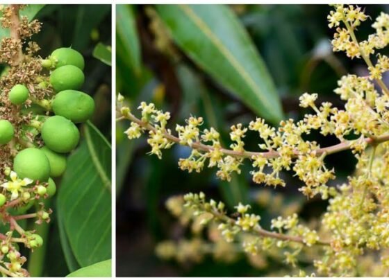 Aam Or Lichi K Pedo Pr Phool Jhdne Se Pareshan?