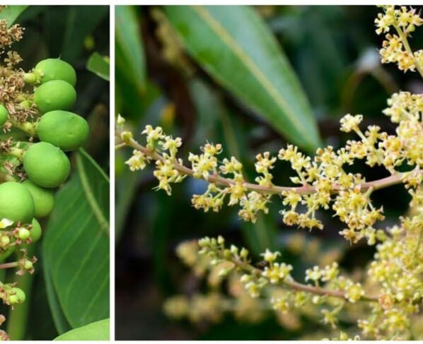 Aam Or Lichi K Pedo Pr Phool Jhdne Se Pareshan?