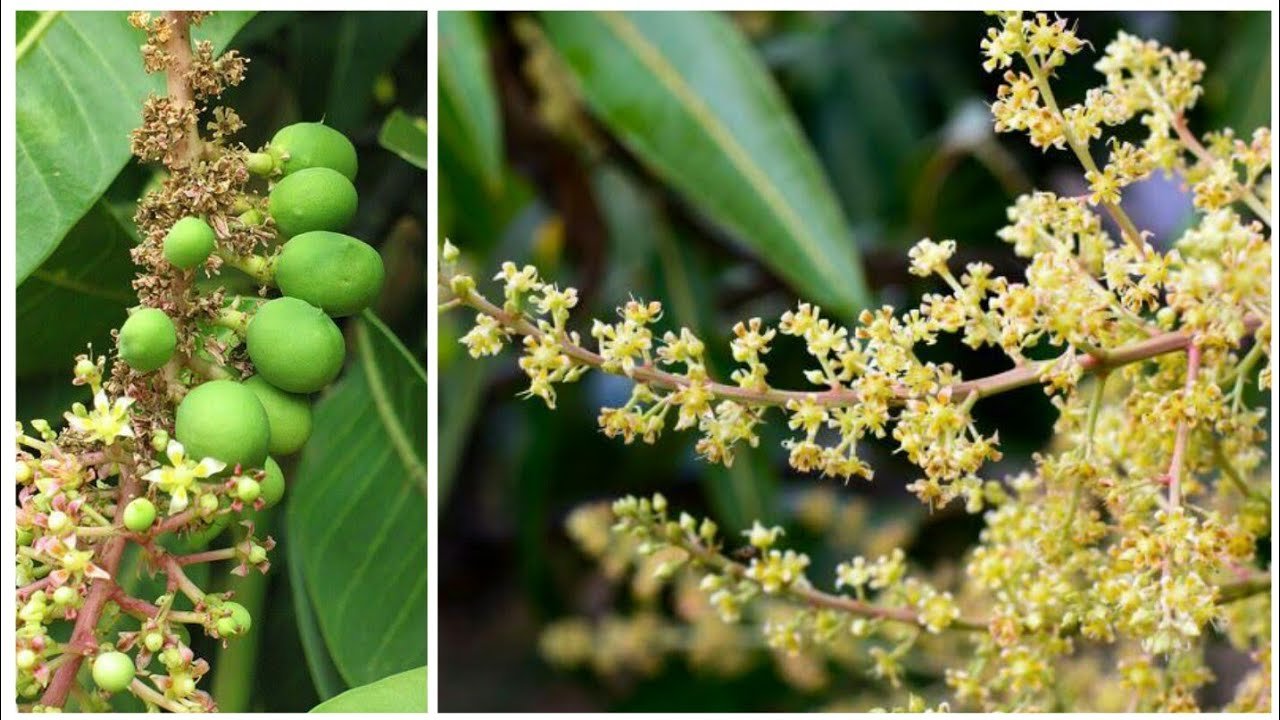 Aam Or Lichi K Pedo Pr Phool Jhdne Se Pareshan? Apnaye Ye Aasan Tarika , Milega Bharpur Or Bda Phal आम और लीची के पेड़ों पर फूल झड़ने से परेशान? अपनाएं ये आसान तरीका, मिलेगा भरपूर और बड़ा फल