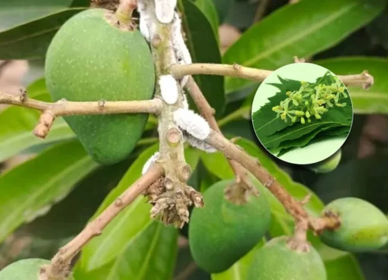 Aam K Pedo Pr Dikh Rhe Y Lakshn?