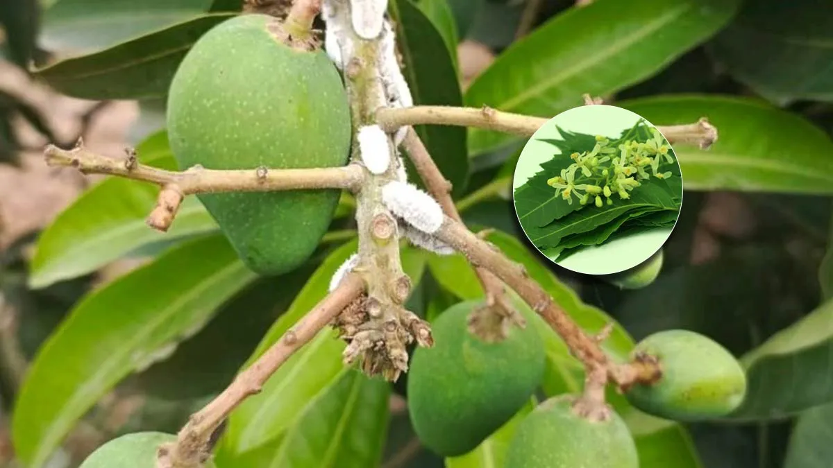 Aam K Pedo Pr Dikh Rhe Y Lakshn? Turnat Kre Expert Ke Btaye Ye Ilaj , Baaki Khtam Ho jayegi Fasal ! आम के पेड़ों पर दिख रहे हैं ये लक्षण? तुरंत करें एक्सपर्ट के बताए ये इलाज, बाकी खत्म हो जाएगी फसल!