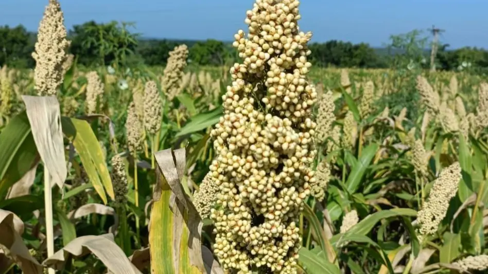 Bajare Ki Kheti: Adhik Paidawar Or Kam Lagat Ka Smart Tarikaबाजरा की खेती: अधिक पैदावार और कम लागत का स्मार्ट तरीका