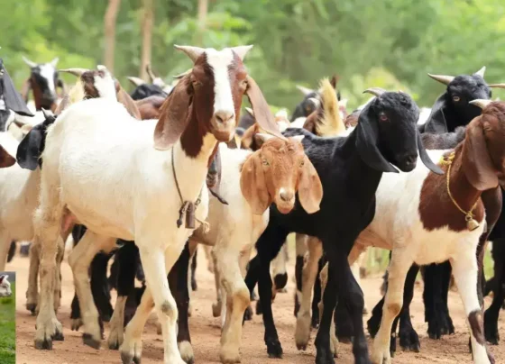 Bakari Paalan Se Karana Chahte Ho Acchi Kamai ?