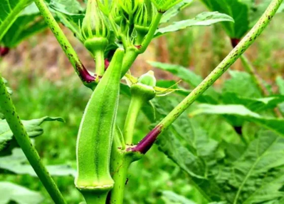 Bhindi Ki Ye Varayti Kisano Ki Karaa Rhi Tagadi Kamaai