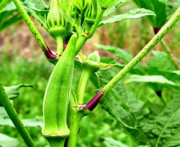 Bhindi Ki Ye Varayti Kisano Ki Karaa Rhi Tagadi Kamaai