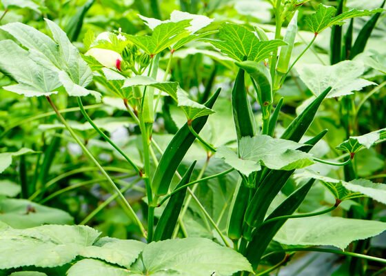 Gehu Ki Katai K Baad Kare In Sabjiyon Ki Kheti