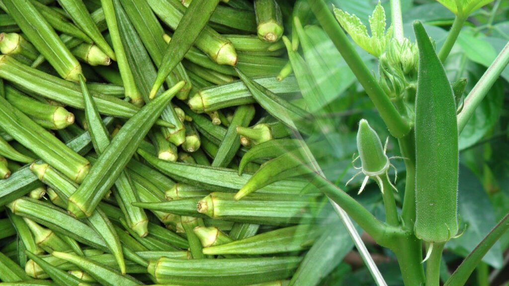 March mahine me bhindi ki kheti,degi kisano ko bada munafa