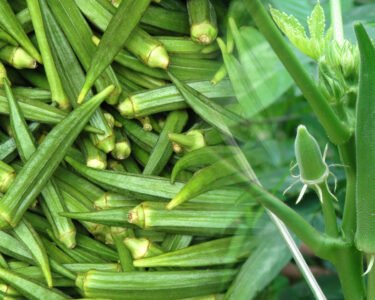 March mahine me bhindi ki kheti,degi kisano ko bada munafa