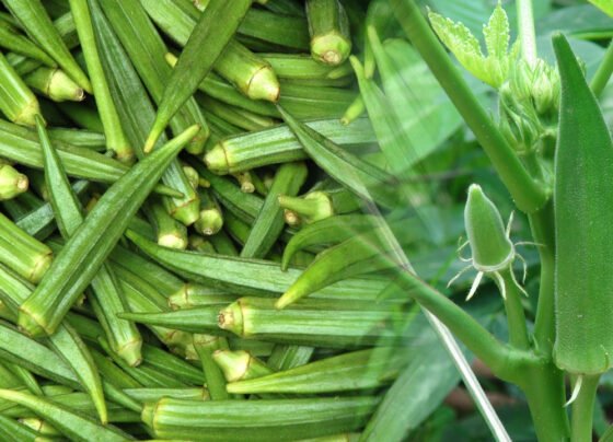 March mahine me bhindi ki kheti,degi kisano ko bada munafa