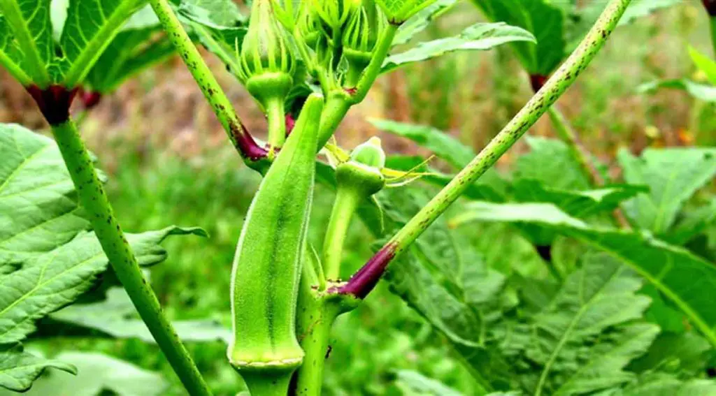 Bhindi  Ki Ye Varayti Kisano Ki Karaa Rhi Tagadi Kamaai ! Mandi Me Mil Rha 40 Rupye Kilo Tak Bhavभिंडी की ये वैरायटी किसानों की करा रही तगड़ी कमाई! मंडी में मिल रहा 40 रुपये किलो तक भाव