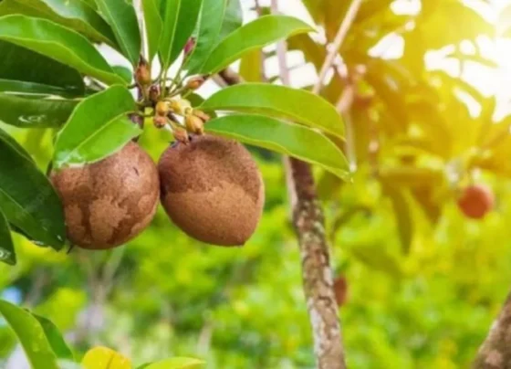 Chiku Ki Kheti Kese Kare,Jane Sahi Tarika