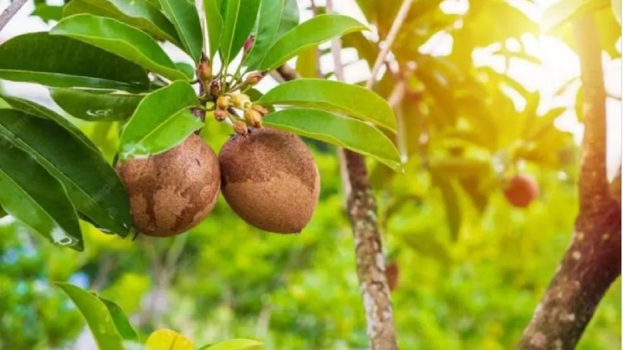 Chiku Ki Kheti Kese Kare,Jane Sahi Tarika चीकू की खेती कैसे करे ,जाने सही तरीका और इससे होने वाले लाभ