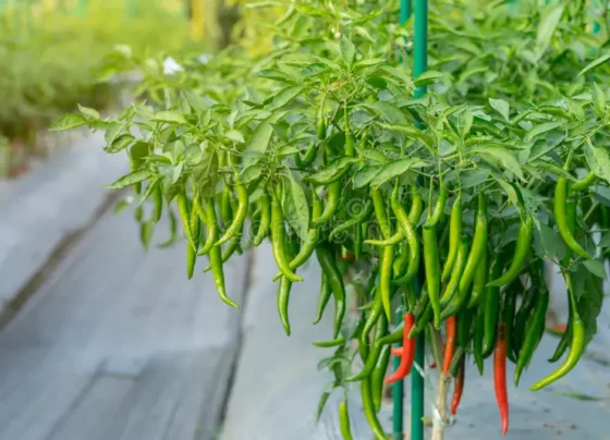 April Me Kare Mirch Ki Kheti ,Milega Acha Munafa