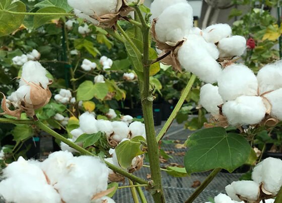 30 April Se Phale Kare Kapas Ki Buwai