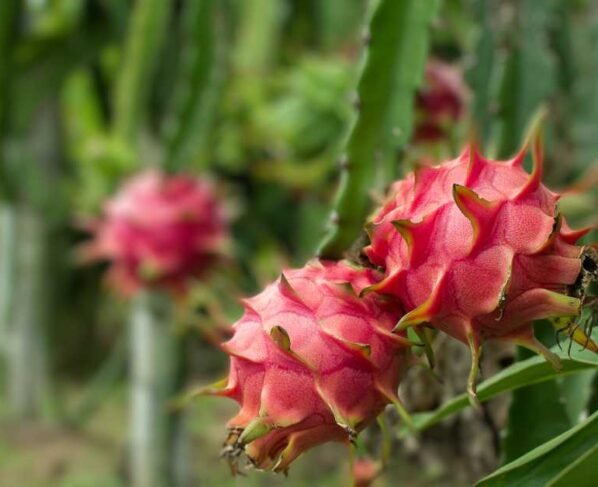 Dragon Fruit Ki Kheti Kab Or Kaise Kare?