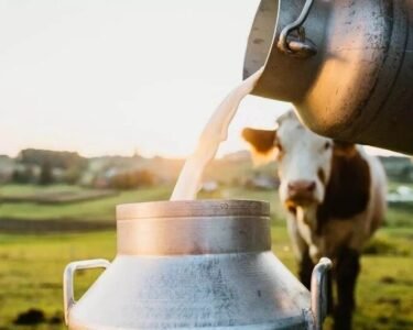 Kese Bdhaye Pashuo Ka Dudh Utpadan