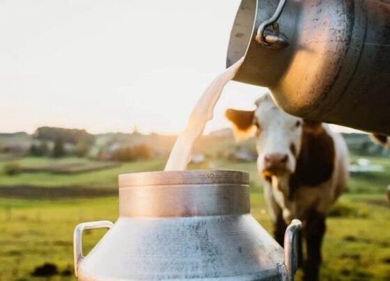 Kese Bdhaye Pashuo Ka Dudh Utpadan