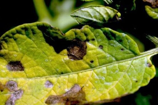 Tamatar Ko Dhabba Rog Se Kese Bachaye