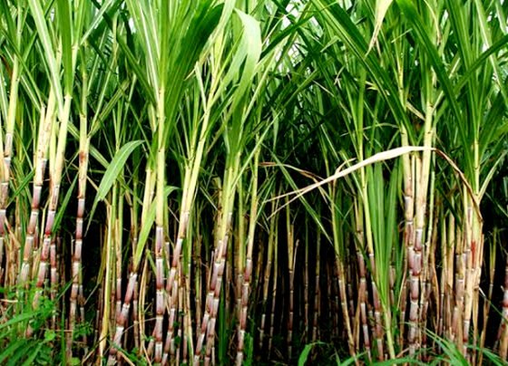 Ganne ki kheti ko badava degi sarkar,kisano ko free me milega beez.