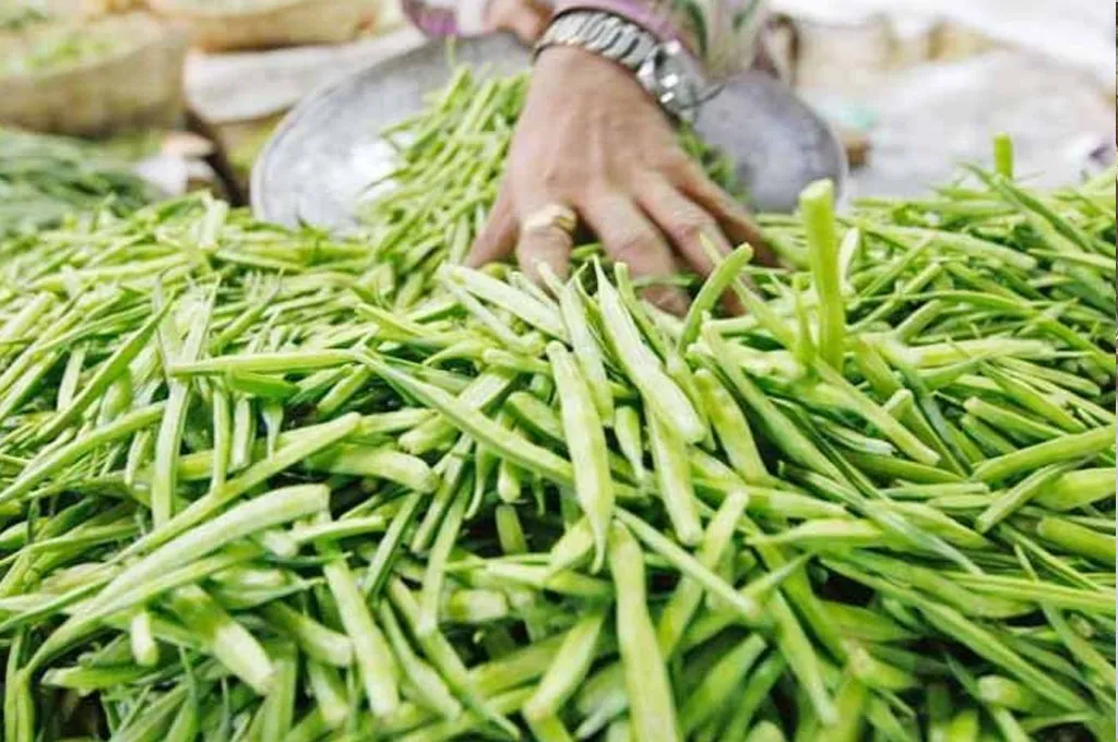 Kab Kare Gvarfali Ki Kheti, Milega Accha Daamकब करे ग्वारफली की खेती, मिलेगा अच्छा दाम