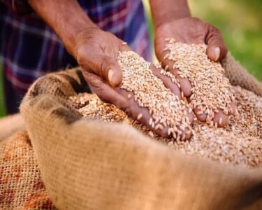 Himachal Pradesh Me Gehu Kharid Chalu