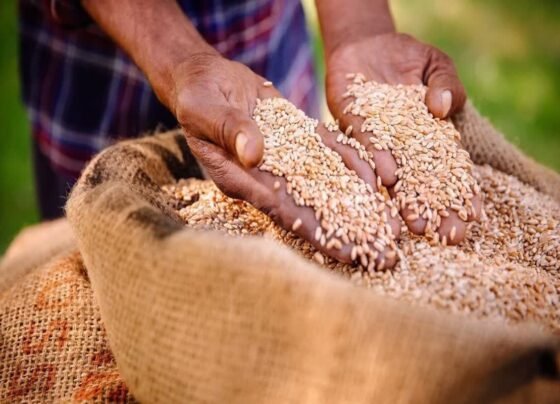 Himachal Pradesh Me Gehu Kharid Chalu