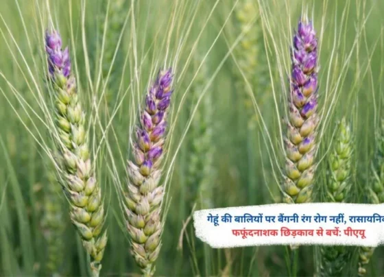 Gehu Me Baigani Rang Ka Kya Karan Hai