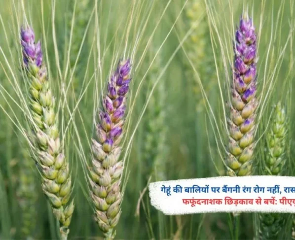 Gehu Me Baigani Rang Ka Kya Karan Hai