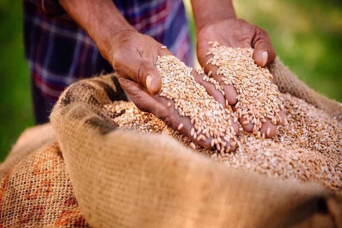 Himachal Pradesh Me Gehu Kharid Chalu, 160 Rupye Prati Kwintal Jyada Bhav Milega हिमाचल प्रदेश में गेहूं खरीद की तारीख का ऐलान, 160 रुपये प्रति क्विंटल ज्यादा मिलेगा भाव 