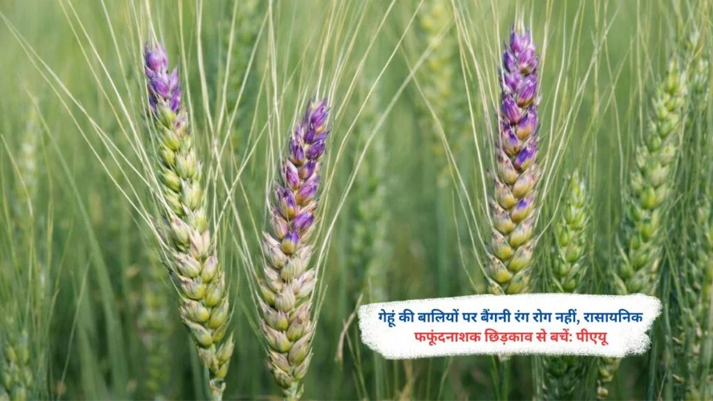 Gehu Me Baigani Rang Ka Kya Karan Hai , Kisaan Na Ghbraye , PAU Ne Fagisaide Chidkaav Se Bachne Ki Di Salah गेहूं में बैंगनी रंग का क्या कारण है, किसान न घबराए, PAU ने फंगीसाइड छिड़काव से बचने की दी सलाह