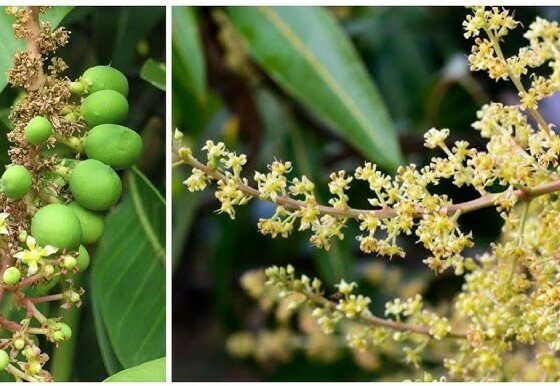 Aam k Pedo Se Jad Rahe Hain Fal ,To Kare Ye Upaay