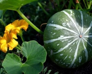 Kaddu Ki Kheti Kab Or Kese Kare