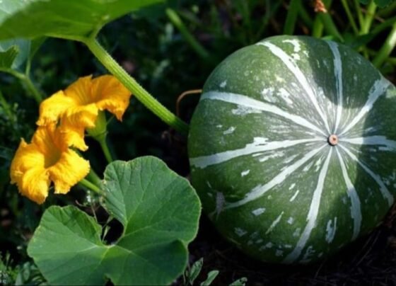 Kaddu Ki Kheti Kab Or Kese Kare