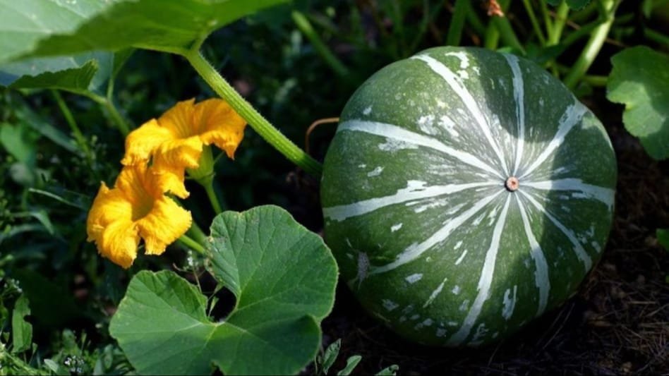 Kaddu Ki Kheti Kab Or Kese Kareकद्दू की खेती कब और कैसे करें