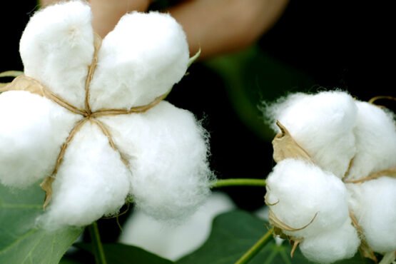 Kapas Kisano Ke Liye Bdi Khbar