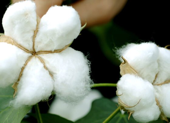 Kapas Kisano Ke Liye Bdi Khbar