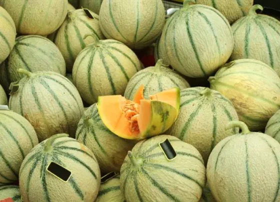 Savdhan! in galtiyo se fat jaate hai kharbuje , janiye bachav ke aasan upaay