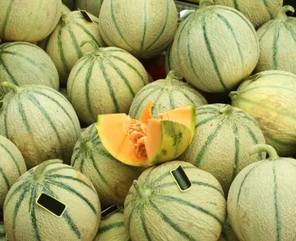 Savdhan! in galtiyo se fat jaate hai kharbuje , janiye bachav ke aasan upaay