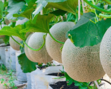 Kam Mehnat Me Jyada Fayda