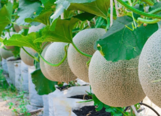 Kam Mehnat Me Jyada Fayda