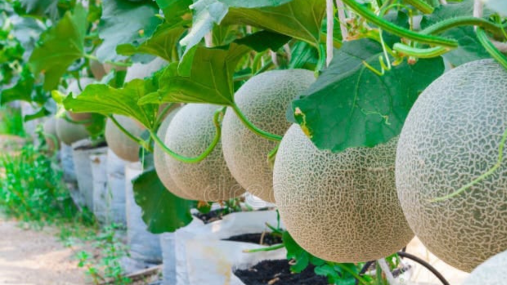 Kam Mehnat Me Jyada Fayda, Kisan April Se Pehle Kar Le Kharbuje Ki Kheti , Jaane Buvai Ka Pura Ganit  मेहनत कम,फायदा ज्यादा… किसान अप्रैल से पहले कर लें खरबूजे की खेती, जानें बुवाई का पूरा गणित