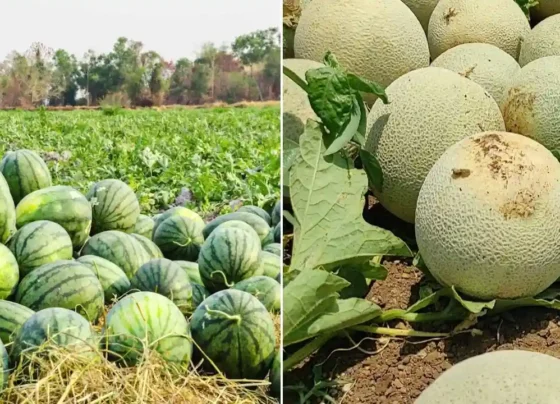 April Me Tarbuz Or Kharbuja Ki Kheti Kaise Kare?