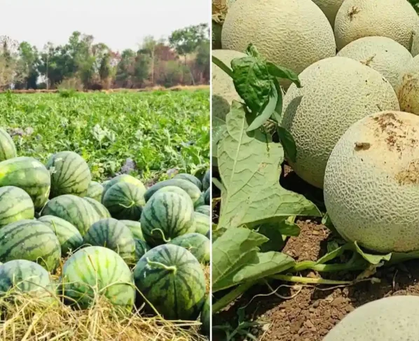 April Me Tarbuz Or Kharbuja Ki Kheti Kaise Kare?