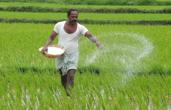 Jayad Fasalo Ki Buvai Me Susti